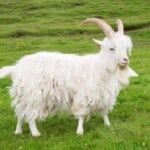 Cashmere Goats – Zwongwei Cashmere Goat