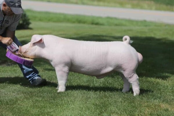 Chester White Pigs – Breed Profile, Behavior & Care