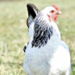 Delaware Chickens – Pros