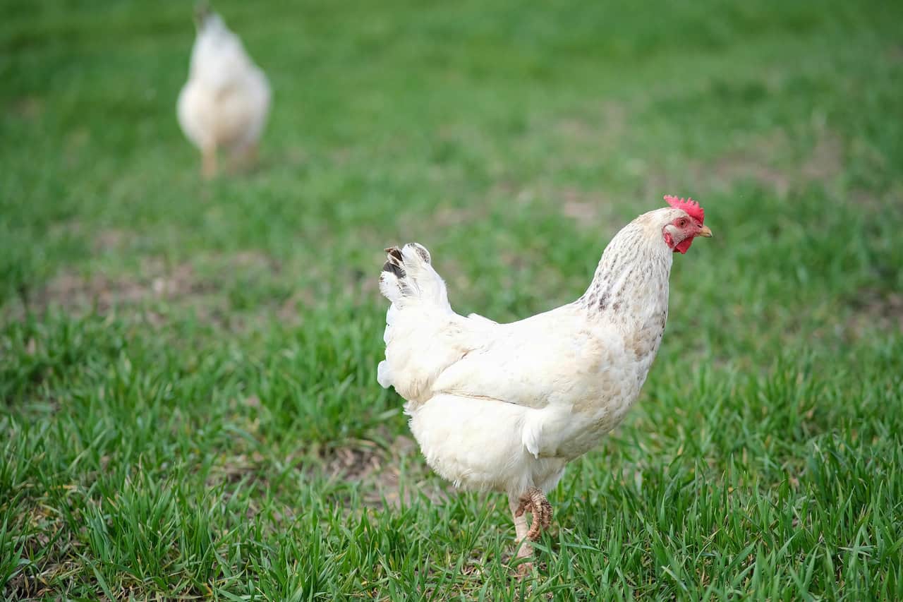 Delaware Chickens – Weather