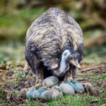 Emu Bird inspecting eggs