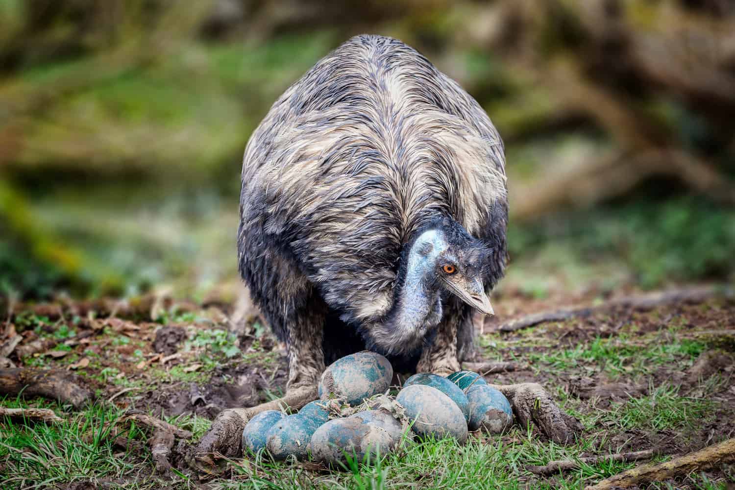 Emu Bird inspecting eggs