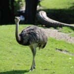 Emu Characteristics