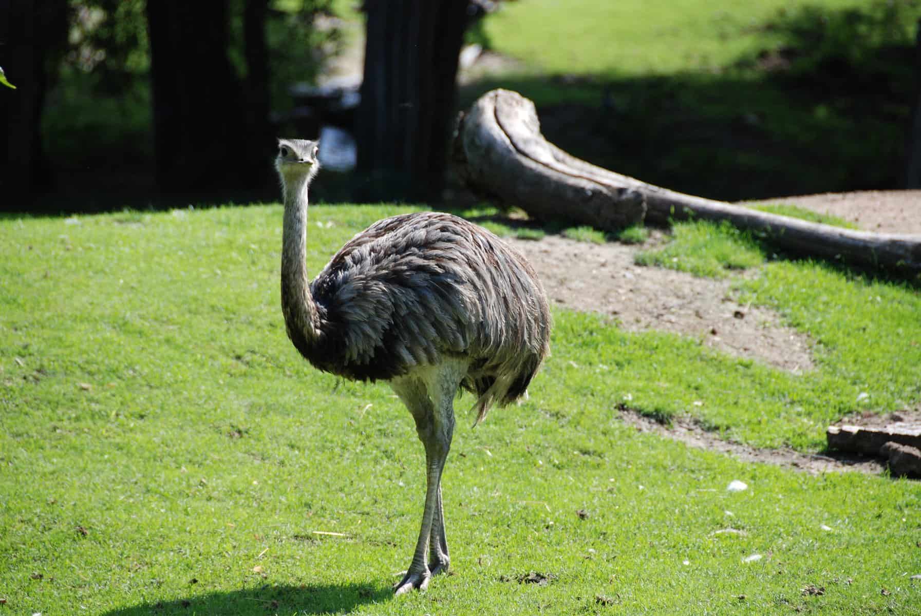 Emu Characteristics