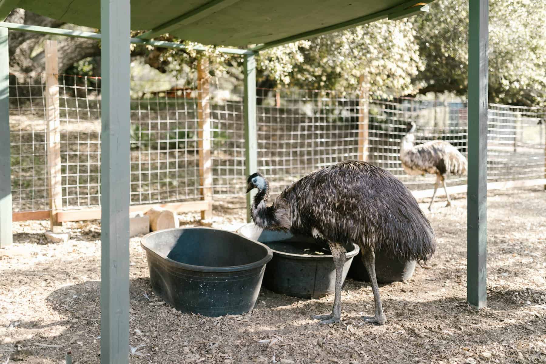 Emu Coop