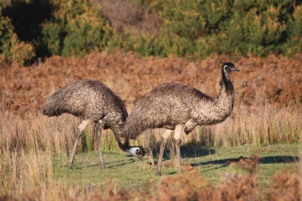Emu Farming: An In-Depth Guide on Raising Emus