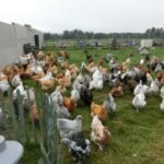 Essex Orpington chickens