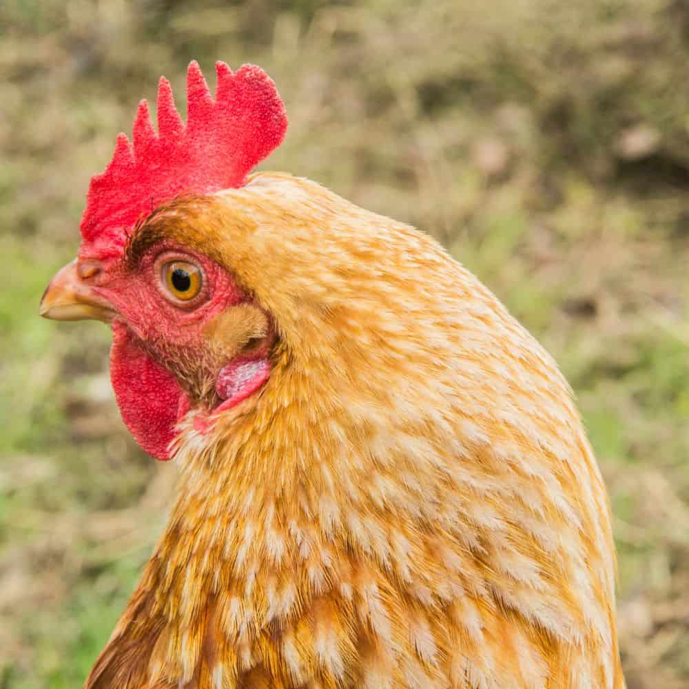 Golden Comet Chickens – Appearance