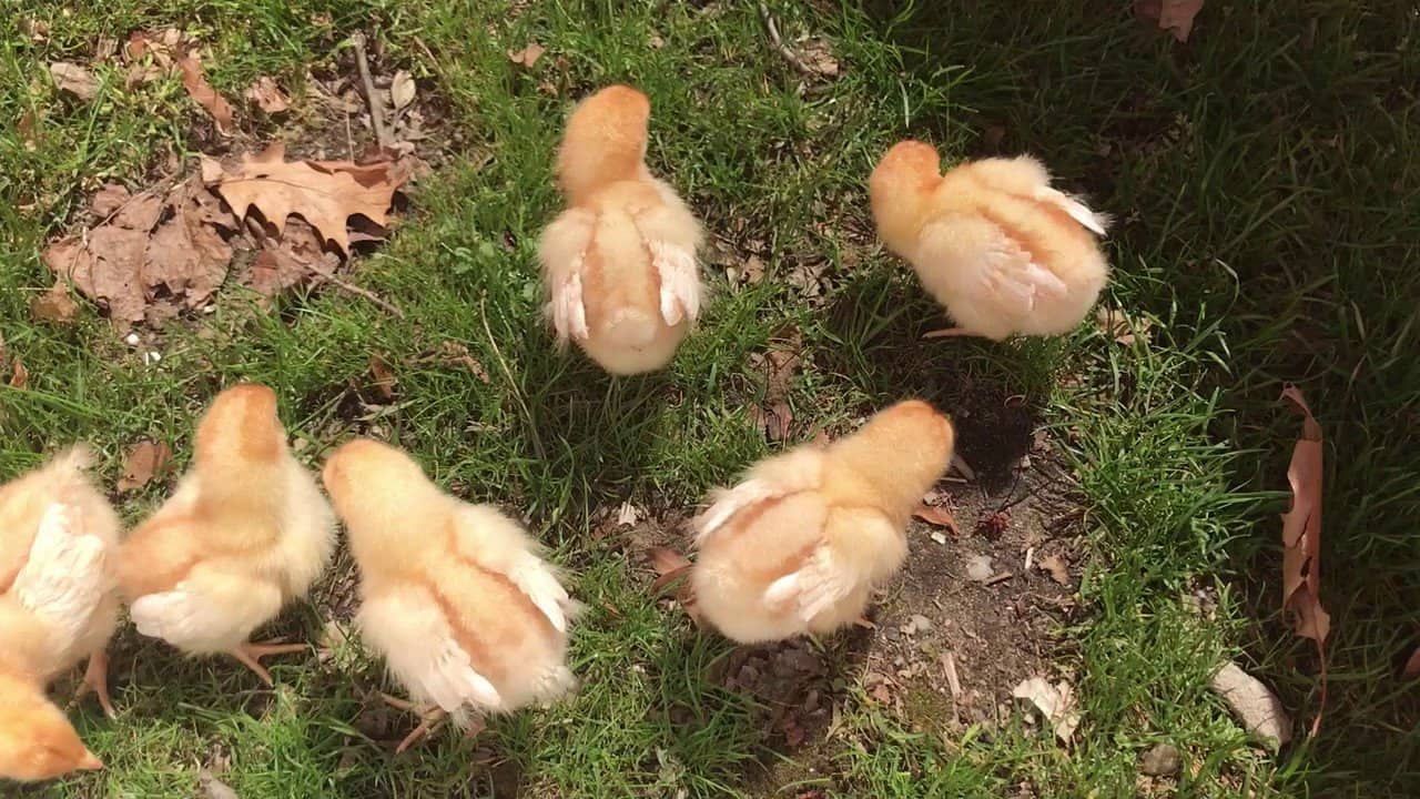 Golden Comet Chickens – Egg