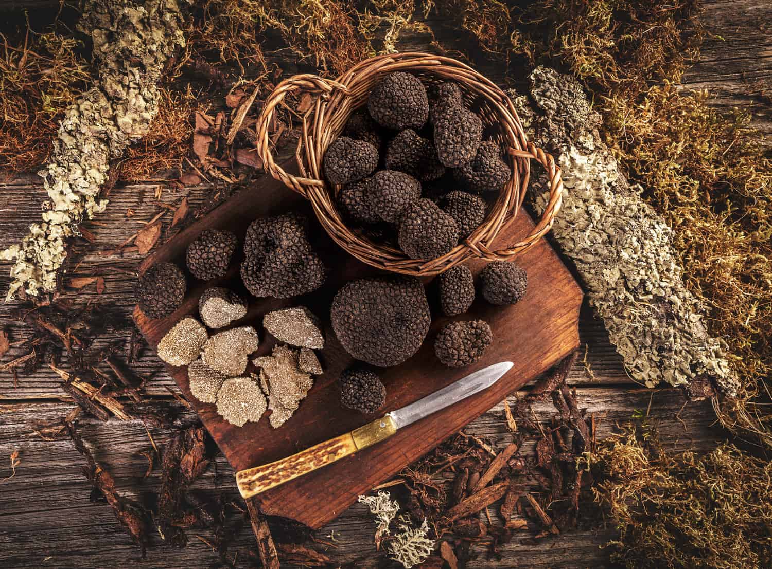 Growing truffles