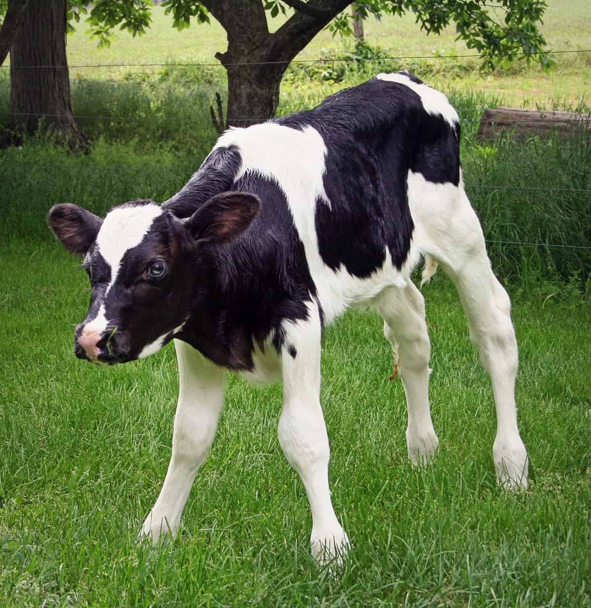 Holstein Cows – Care