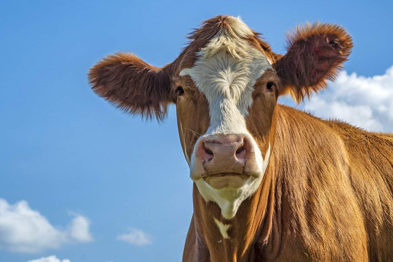 Holstein Cows – Characteristics