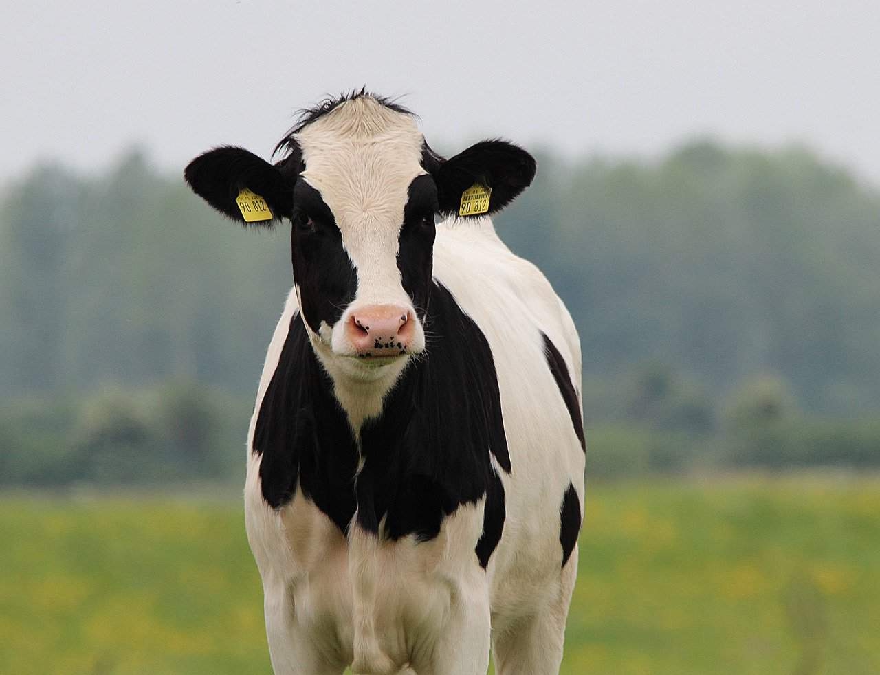 Holstein Cows – History