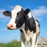 Holstein Cows – Meat