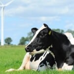 Holstein Cows – Reasons