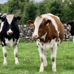 Holstein Cows – Reasons Not
