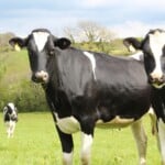 Holstein Cows – Statistic