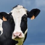Holstein Cows – Statistics
