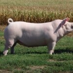 Should You Raise Chester White Pigs
