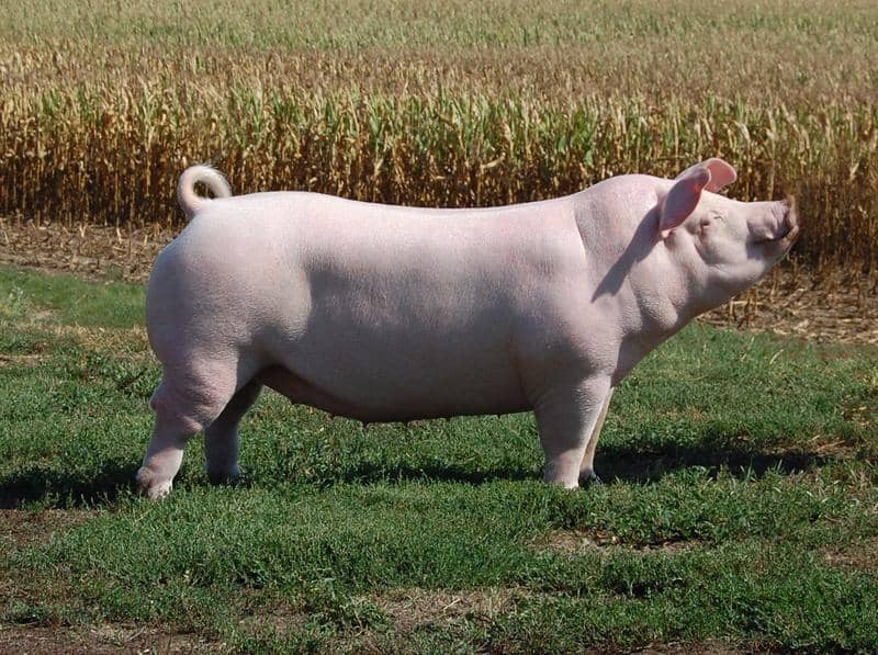 Should You Raise Chester White Pigs
