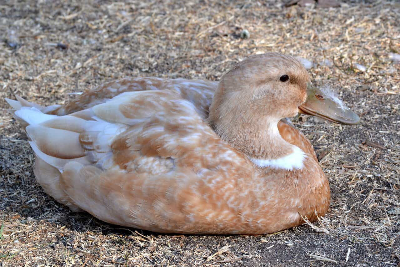 The 15 Best Duck Breeds for Eggs – Buffs