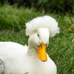 The 15 Best Duck Breeds for Eggs – Crested Duck