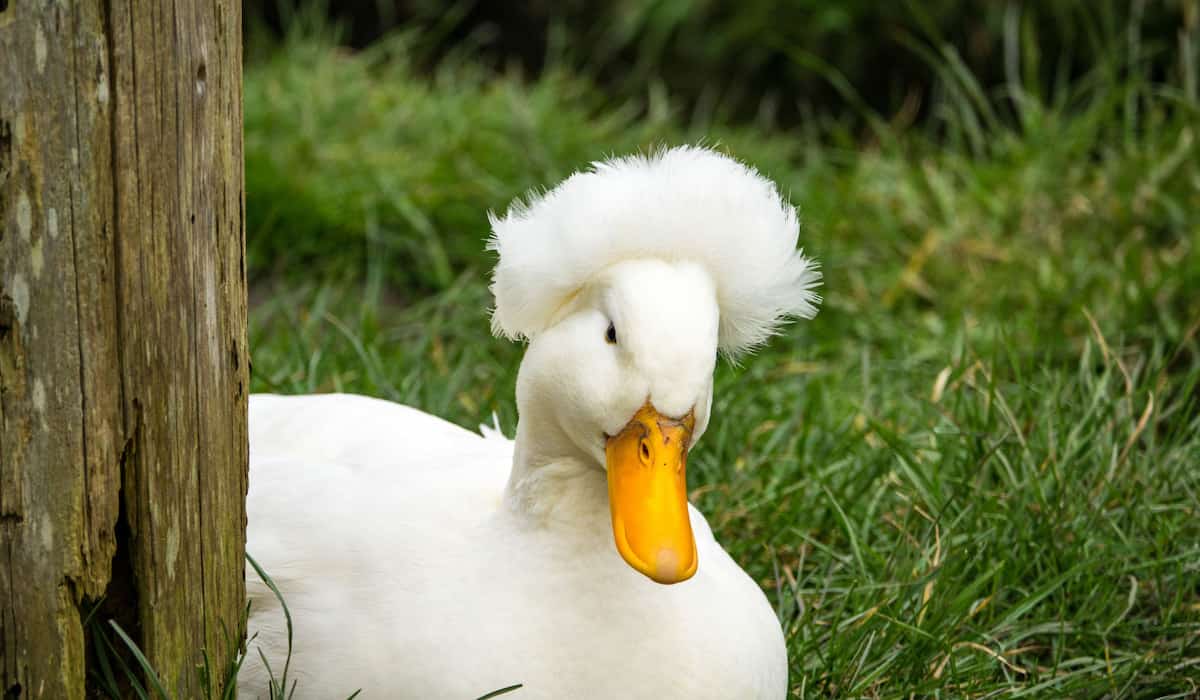 The 15 Best Duck Breeds for Eggs – Crested Duck