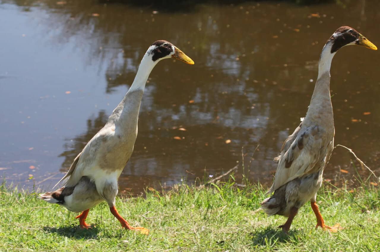 The 15 Best Duck Breeds for Eggs – Indian Runner