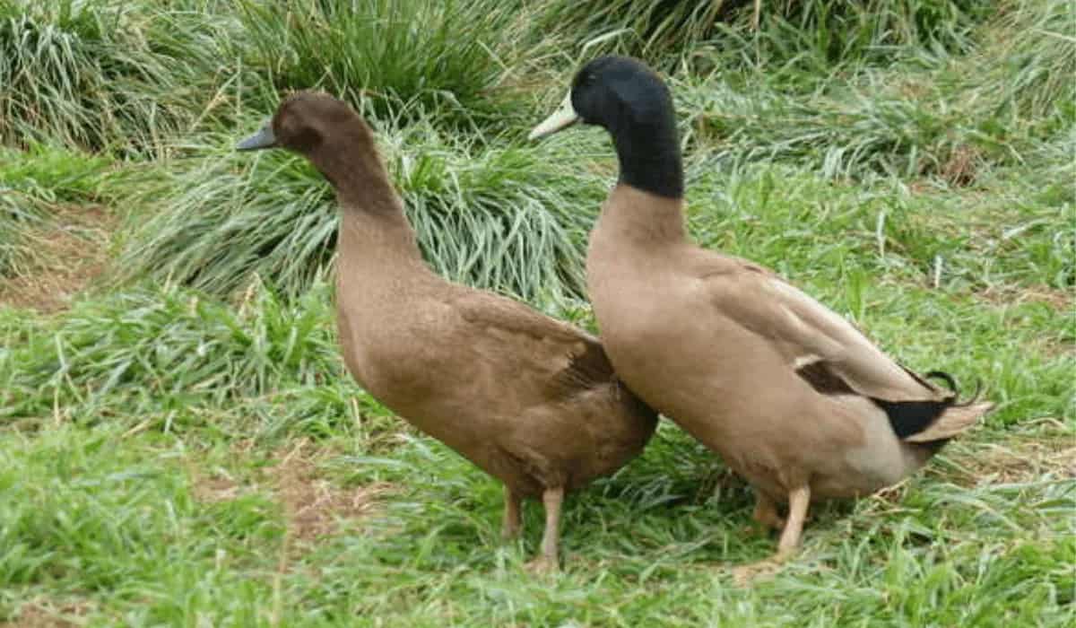 The 15 Best Duck Breeds for Eggs – Khaki Campbell