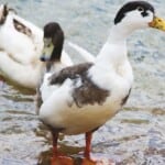 The 15 Best Duck Breeds for Eggs – Magpie