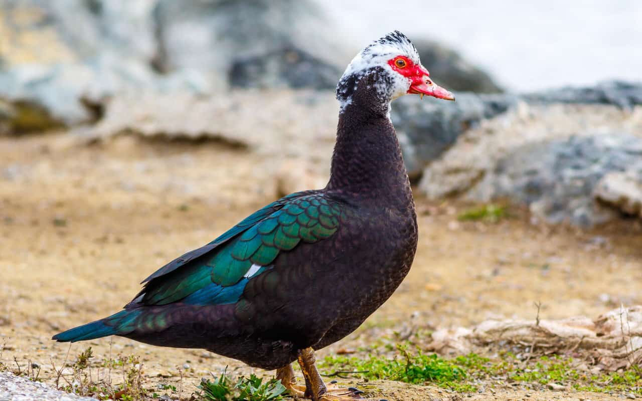The 15 Best Duck Breeds for Eggs – Muscovy