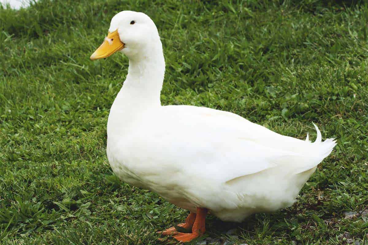 The 15 Best Duck Breeds for Eggs – Pekin