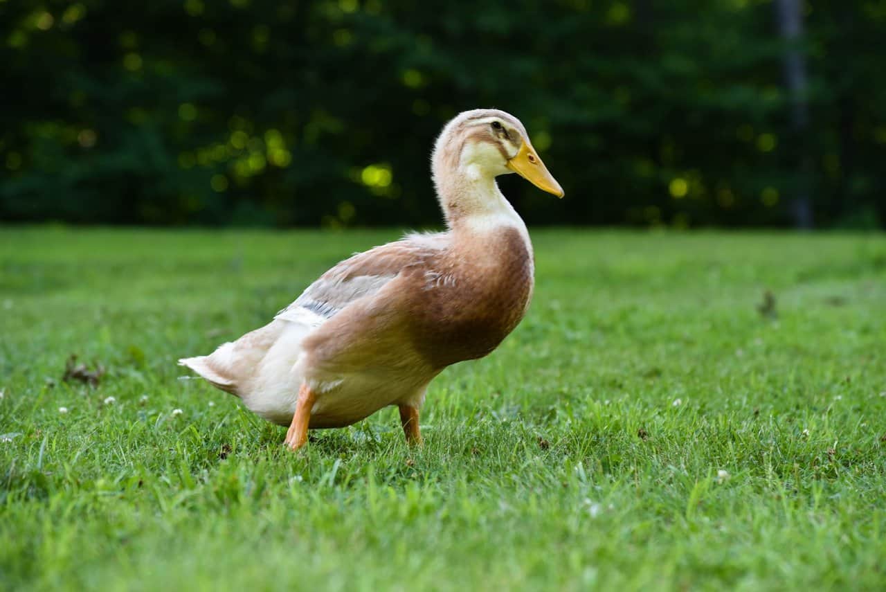 The 15 Best Duck Breeds for Eggs – Saxony