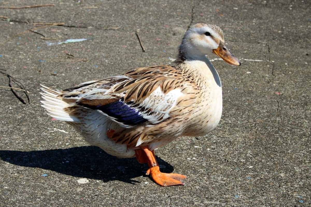 The 15 Best Duck Breeds for Eggs – Silver Appleyard