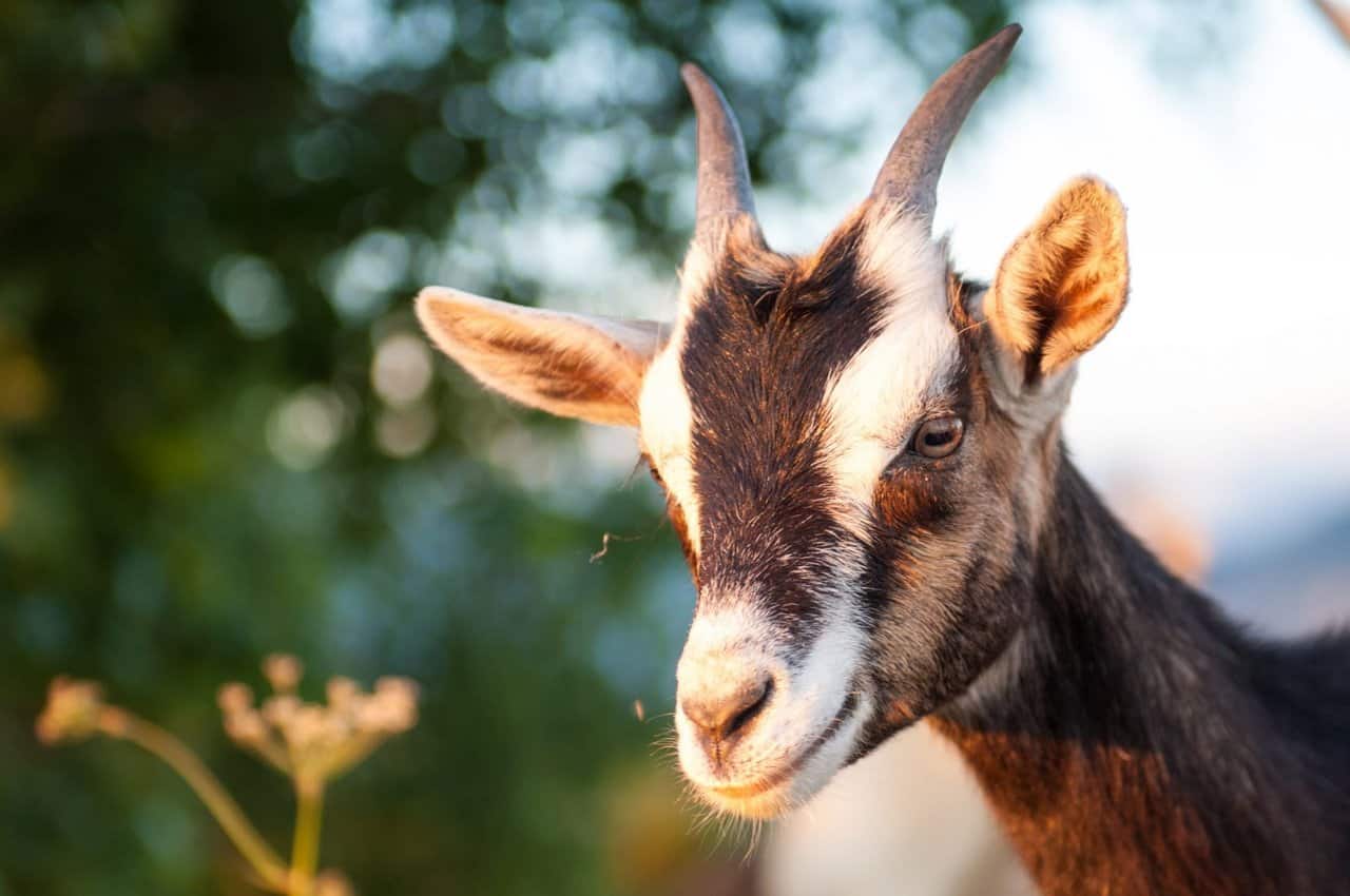 The 15 Best Goat Breeds – Alpine Goat