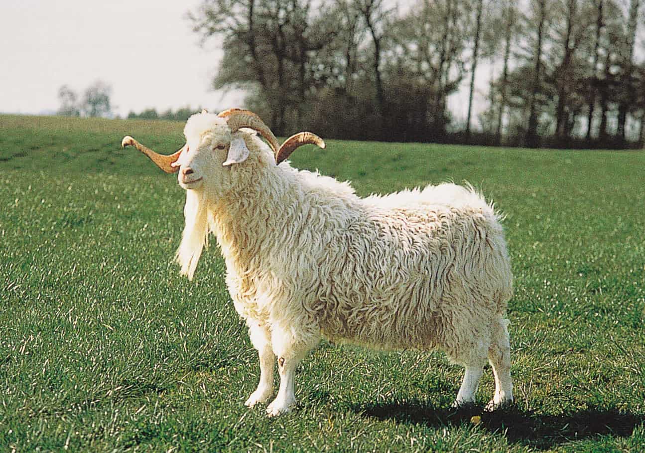 The 15 Best Goat Breeds – Angora Goat
