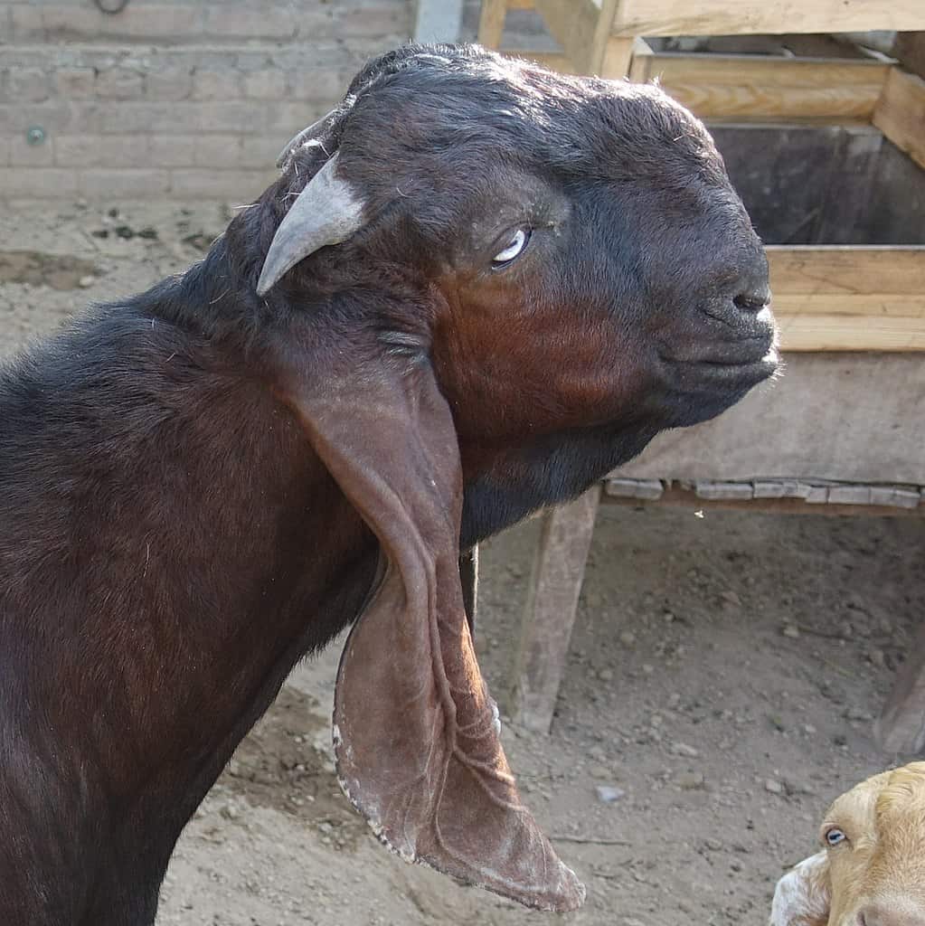 The 15 Best Goat Breeds – Beetal Goat