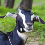 The 15 Best Goat Breeds – Black Bengal Goat