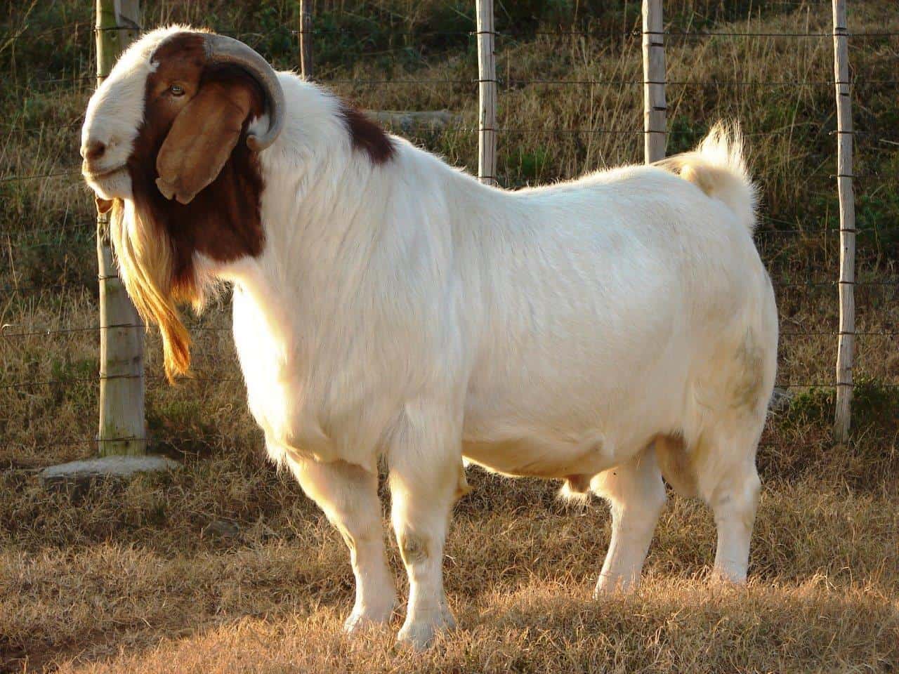 The 15 Best Goat Breeds – Boer Goat