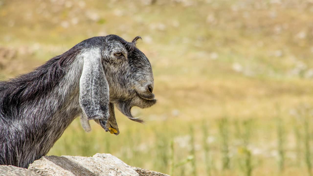The 15 Best Goat Breeds – Damascus Goat