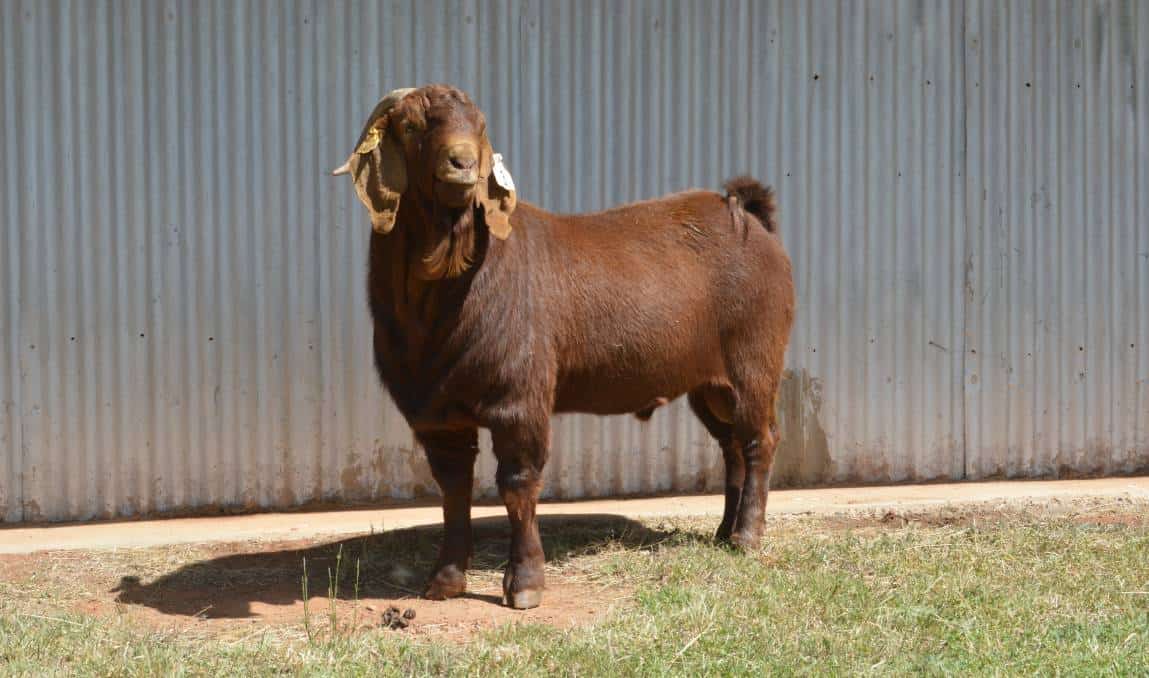The 15 Best Goat Breeds – Kalahari Red Goat