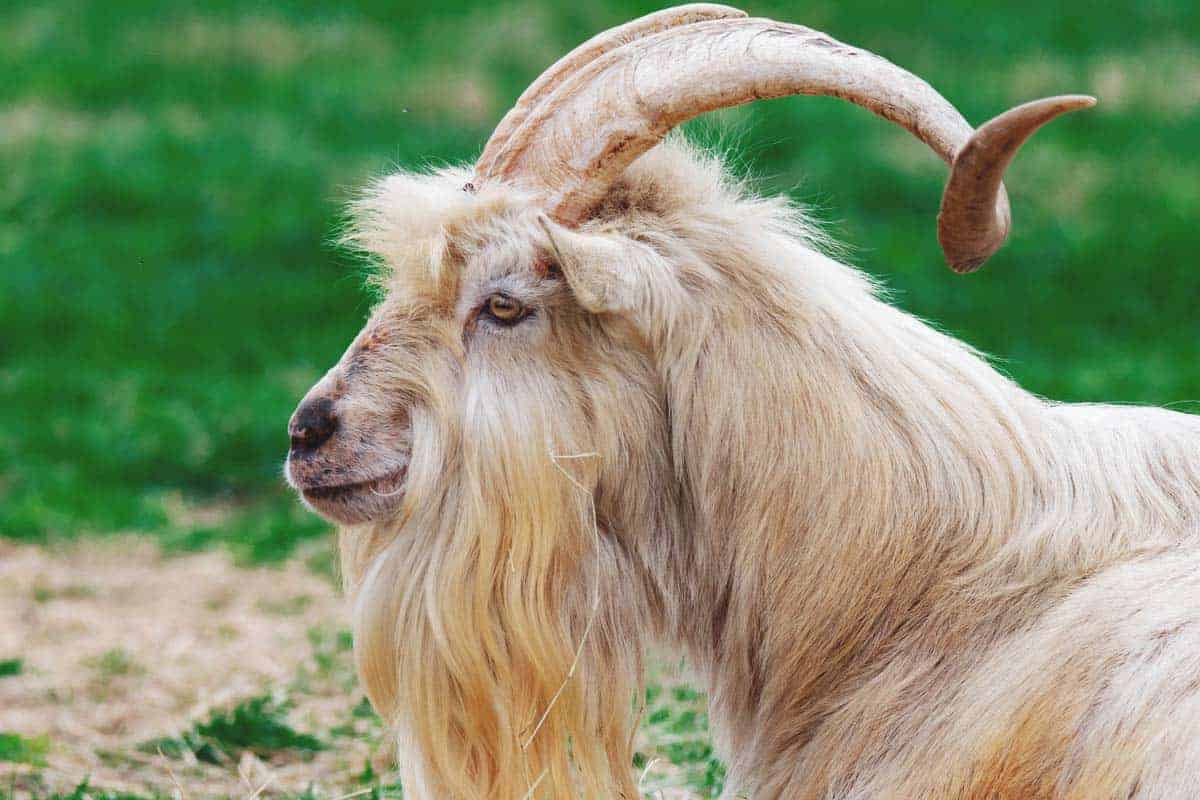 The 15 Best Goat Breeds – Kiko Goat