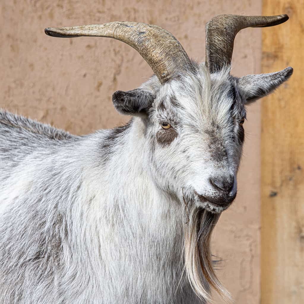 The 15 Best Goat Breeds – Nigerian Dwarf Goat