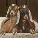 The 15 Best Goat Breeds – Nubian Goat