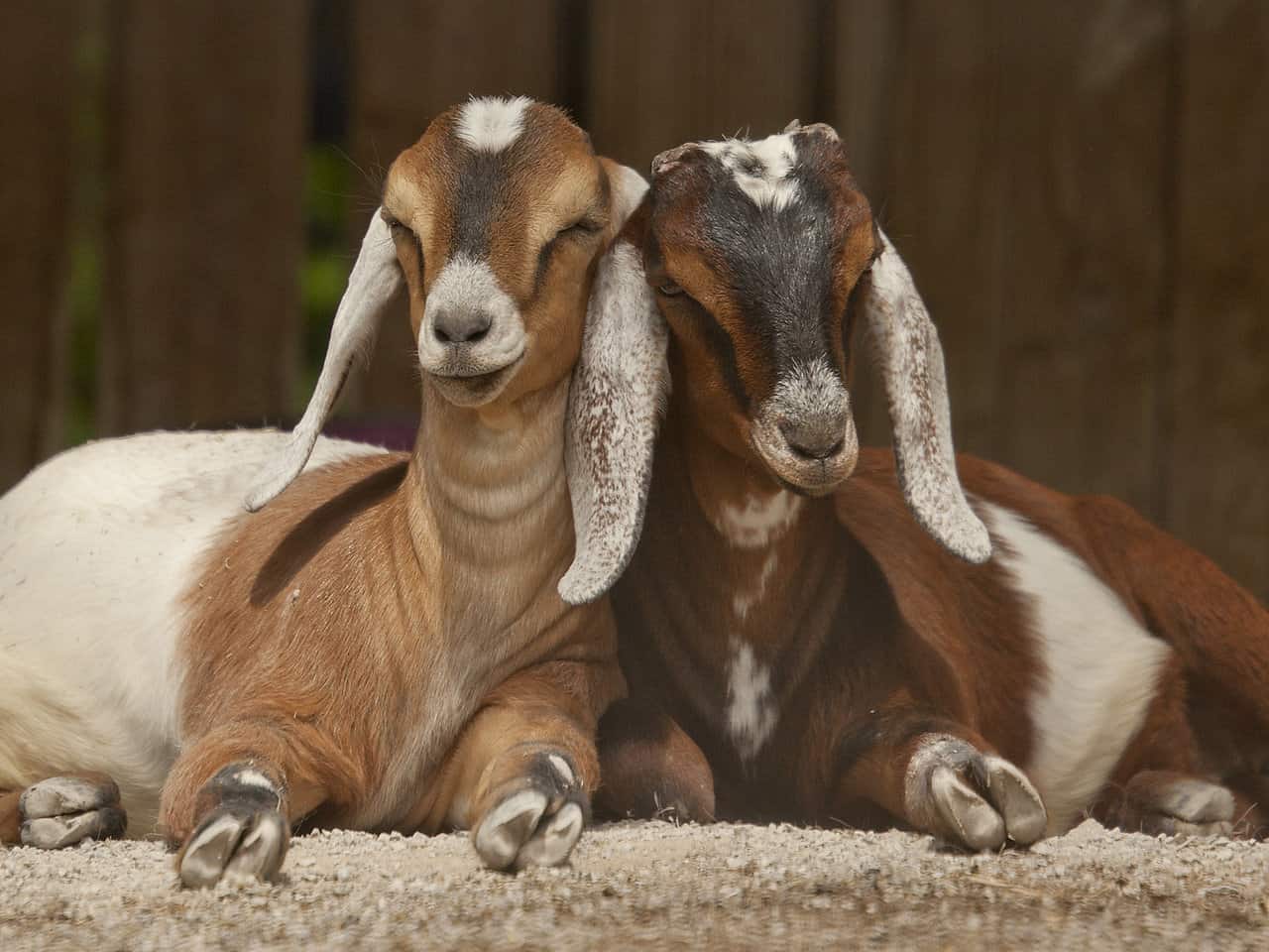 The 15 Best Goat Breeds – Nubian Goat