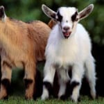 The 15 Best Goat Breeds – Pygmy Goat