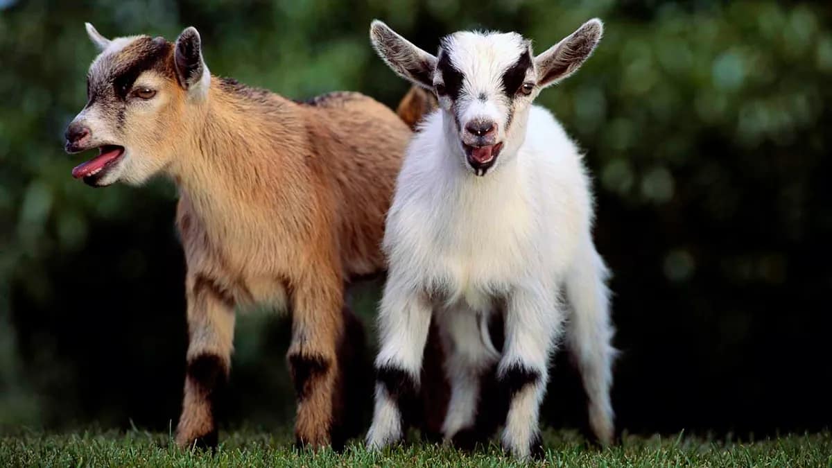 The 15 Best Goat Breeds – Pygmy Goat