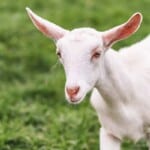 The 15 Best Goat Breeds – Saanen Goat