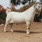 The 15 Best Goat Breeds – Savanna Goat