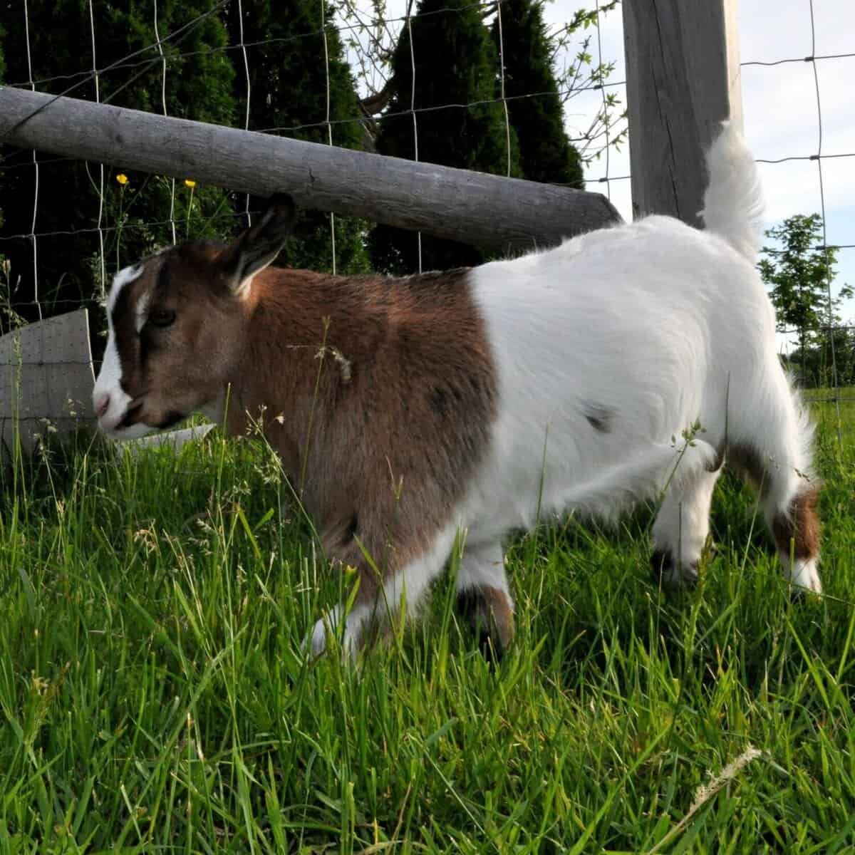 The 15 Best Goat Breeds – Tennessee Woodenleg Goat